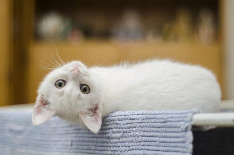 Over ons Gezonde kat die klimt op een krabpaal voor nagelverzorging en welzijn
